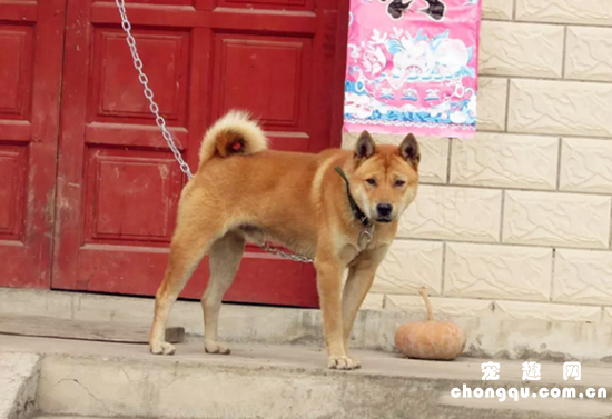 中华田园犬的毛色有几种