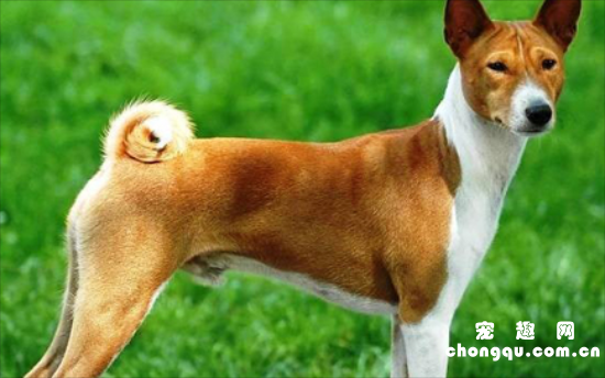 贝生吉犬喂养技巧指南