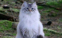 挪威森林猫怎么看多大了?