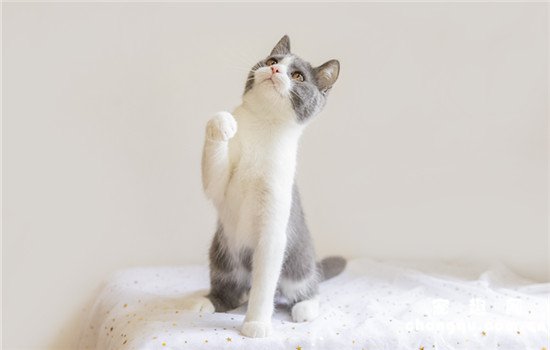 为什么猫咪喜欢踩奶一样的动作