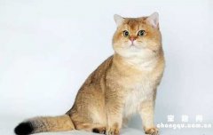 <b>猫咪羊水破了是什么表现？</b>