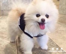 <b>如何挑选一只优秀的博美犬</b>