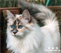 <b>岁数大的老猫如何喂养护理？</b>