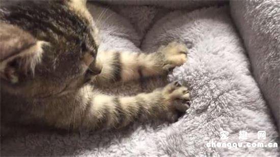 小猫踩奶什么意思