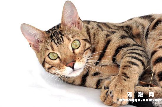 豹猫喜欢吃什么