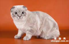 纯白高地猫是什么品种
