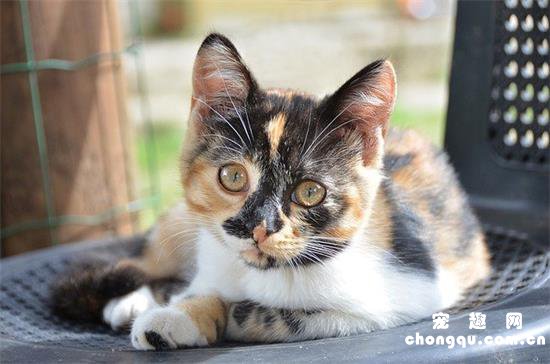 猫喝酒了怎么办