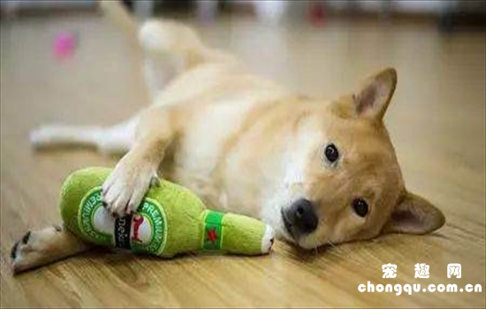 ​狗狗过敏吃什么药消肿