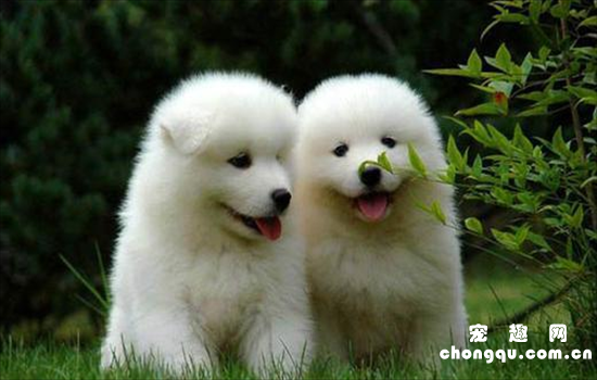 ​幼犬狗粮和成犬狗粮有什么不同