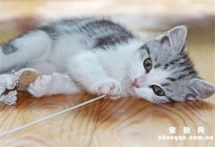 <b>猫咪观水症是什么症状?</b>