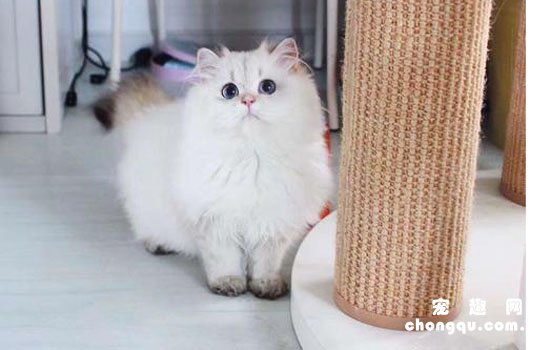 波斯猫一年可以生几个小猫