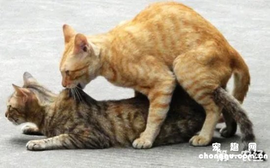 猫交配时为什么像婴儿啼哭呢
