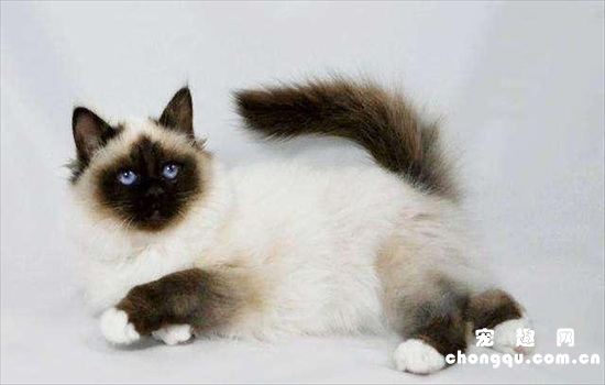 四蹄踏雪猫象征什么