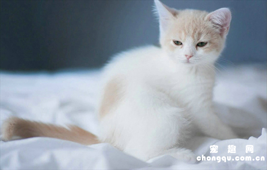 ​猫吐血水怎么回事吃什么药?