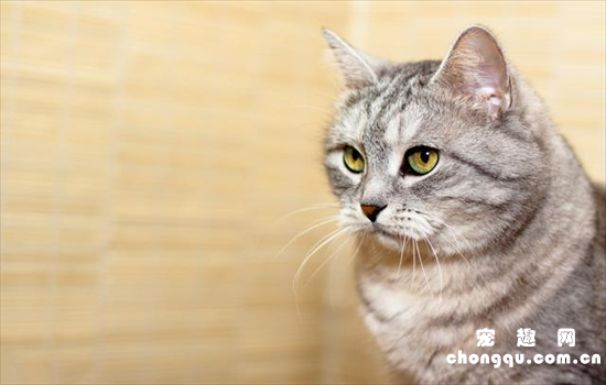 ​猫咪认错的动作是什么
