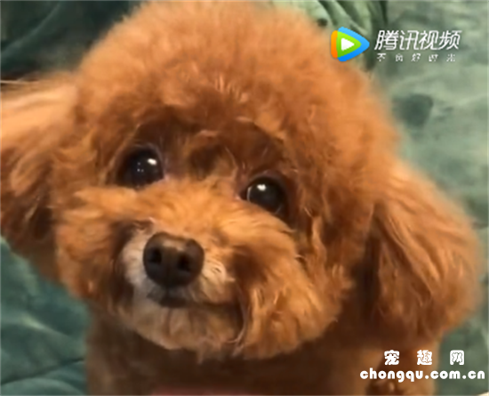 <b>泰迪的日常，看它可爱的笑脸真讨人喜欢，萌萌哒</b>
