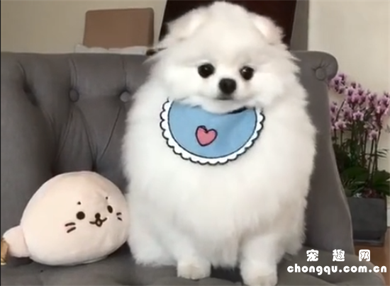 <b>主人送了狗狗一只录音玩偶，结果出现了这么搞笑的一幕！</b>