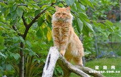 <b>猫咪冬天频繁喝水是什么原因?</b>