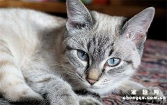 <b>猫洗澡应激反应怎么处理?</b>