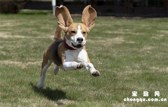 比格犬和巴吉度犬的区别