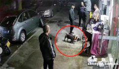 <b>主人脱下鞋子后，狗子急忙上前，下秒它弹跳而起，狂吐不止…众人笑疯</b>