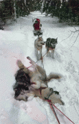 <b>让二哈拉雪橇急到想报警：这狗还能要吗？</b>