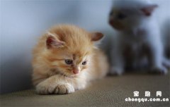 <b>猫咪乱拉乱尿是什么原因?</b>