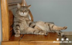 猫吃什么能抑制发情？