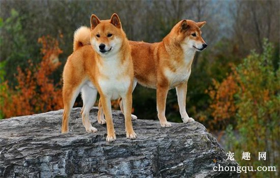 ​柴犬多大就不那么淘气了
