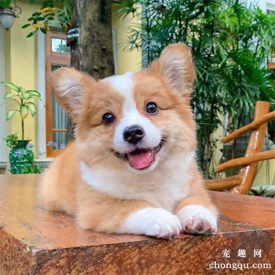 柯基为什么脾气那么差