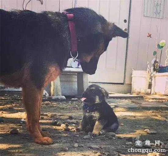 <b>超可爱！主人拍下狗妈教育孩子的画面，宝宝：“略略略，你打我啊”</b>