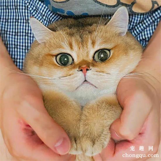 橘猫美图,橘猫萌照,橘猫摄影,橘猫图片