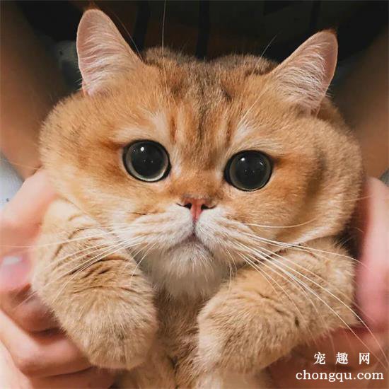 橘猫美图,橘猫萌照,橘猫摄影,橘猫图片