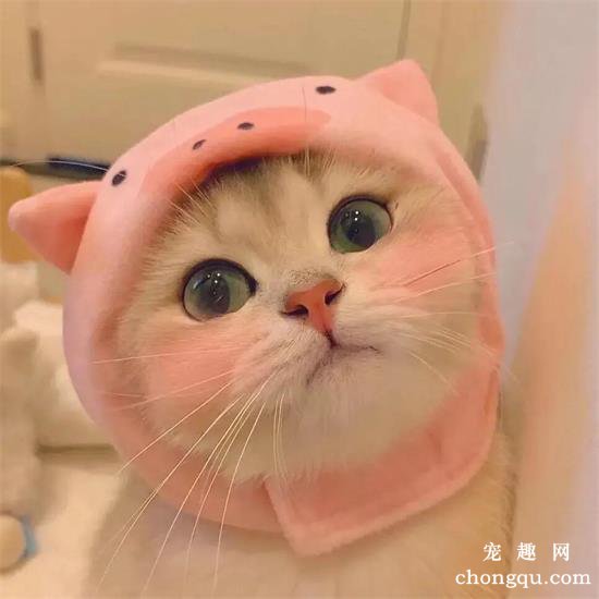 猫咪美图,猫咪萌照,猫咪摄影,猫咪图片