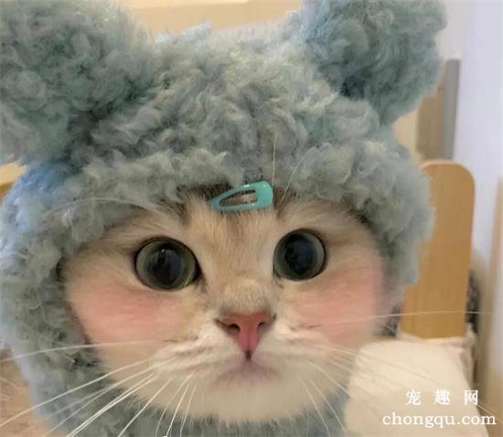 猫咪美图,猫咪萌照,猫咪摄影,猫咪图片