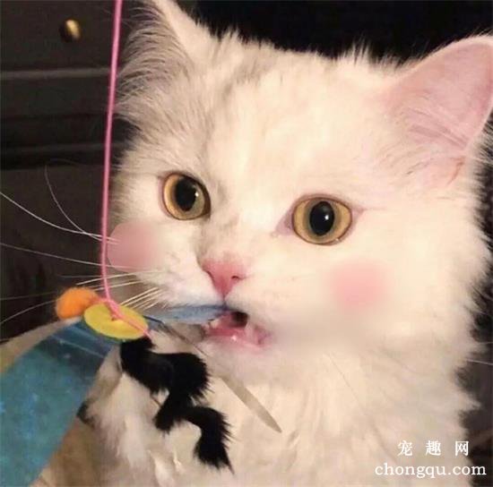 猫咪美图,猫咪萌照,猫咪摄影,猫咪图片