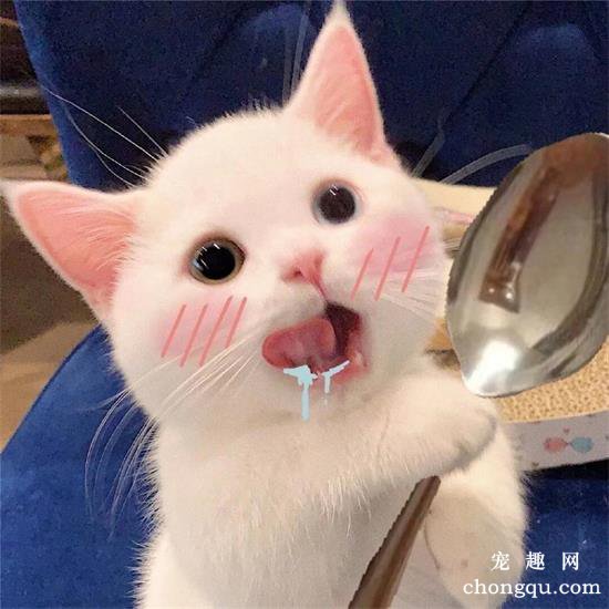 猫咪美图,猫咪萌照,猫咪摄影,猫咪图片