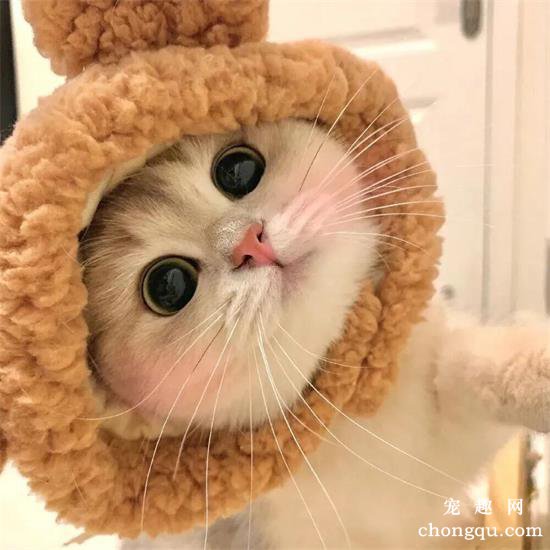 猫咪美图,猫咪萌照,猫咪摄影,猫咪图片