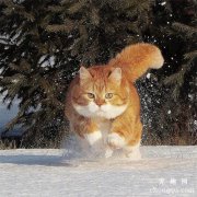 橘猫：吃胖点他就是抗冻啊！