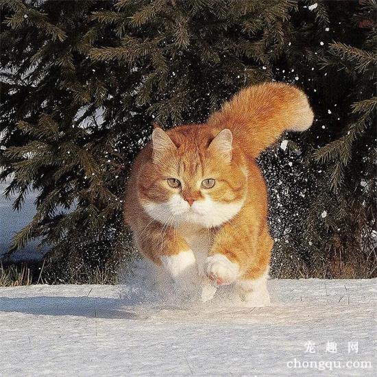 橘猫美图,橘猫萌照,橘猫摄影,橘猫图片