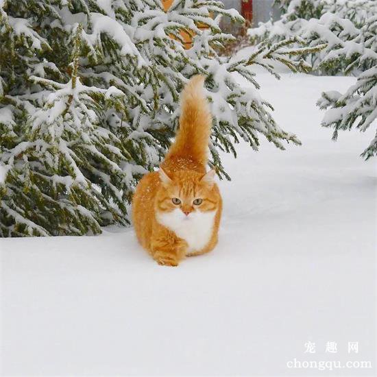 橘猫美图,橘猫萌照,橘猫摄影,橘猫图片