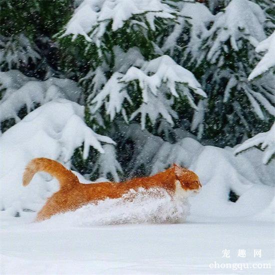 橘猫美图,橘猫萌照,橘猫摄影,橘猫图片