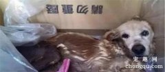 狗狗整整16年没下过楼，它第一次下楼竟是主人想将它安乐死
