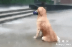 金毛含着雨伞雨中等主人，结果主人抱着金毛：对不起，我来晚了！