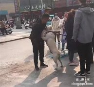 <b>男子买了只狗狗，转身走时一只大狗竟扑向自己，忍不住鼻头发酸</b>