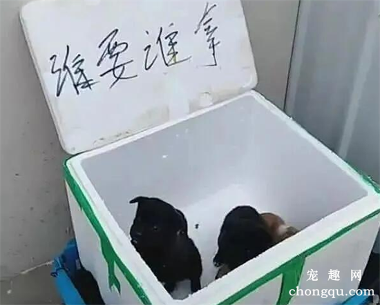 小区门口有个纸箱子，可以免费拿狗，众人看清是土狗后却没了兴趣