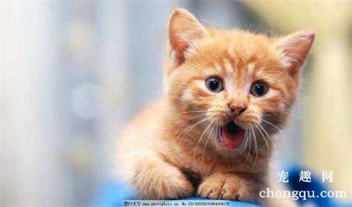 猫咪一周不大便有危险吗