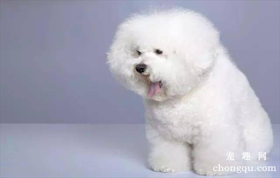 ​比熊犬最怕什么惩罚