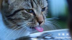 <b>应该给猫咪喝自来水还是过滤水？</b>