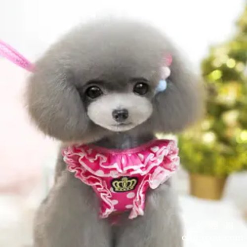 ​狗狗泪痕能洗掉吗